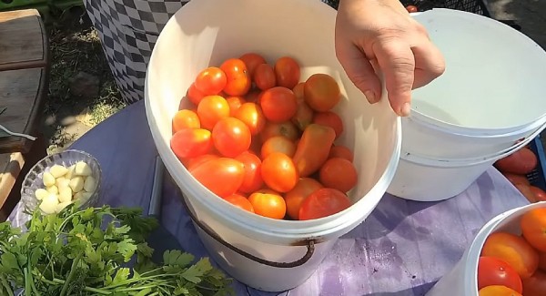 Квашеные помидоры с сахаром в ведрах